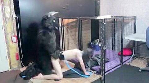 A sexually excited Minotaur second sesion of breeding