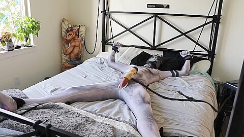 Pup In Petsuit Gets Tied Up And Milked Using A Venus 2000